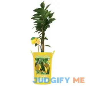 Van Zyverden 5 in. Citrus Meyer Lemon Tree