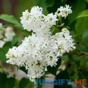 Snowy Beach Party White Flowering Lilac Dormant Bare Root Flowering Starter Shrub