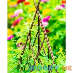 Willow Teepee Plant Support