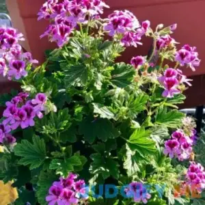 1500 Citronella Plant Seeds for Planting - Non-GMO Mosquito Plant Seeds- Citronella Geranium Seeds Heirloom Garden Perennial Plant Seeds
