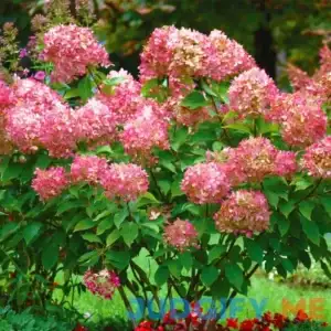 Van Zyverden Hydrangea Peegee Pink Dormant Plant Root Partial Sun