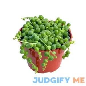 Live Succulent (4" String of Pearls)