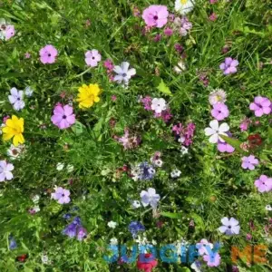 Low-Grow Wildflower Seed Mix