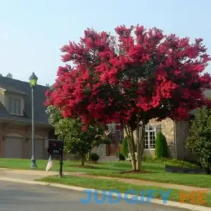 2-3 feet Multi-stem - Dynamite Crape Myrtle - Bright Red Blooms Last up to 4 Months | Ornamental Flowering Trees