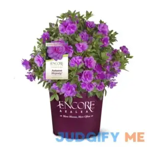 Encore Azalea Autumn Majesty Shrub 2 Gallon