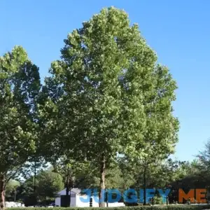 American Sycamore Tree One of The Top 10 Shade Trees