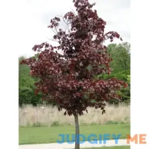 Crimson King Maple Tree Bare Root