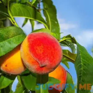 Frost Proof Peach Tree Huge Harvest of Ultra-Sweet Peaches in July and August