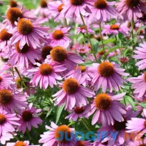 Outsidepride Echinacea Purple Coneflower Seed