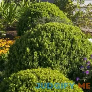 Lowe's Baby Gem Boxwood