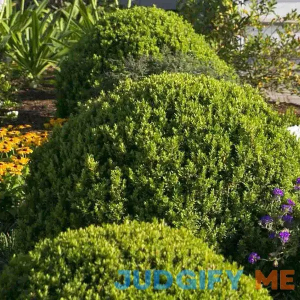 Lowe's Baby Gem Boxwood Lowe's Baby Gem Boxwood