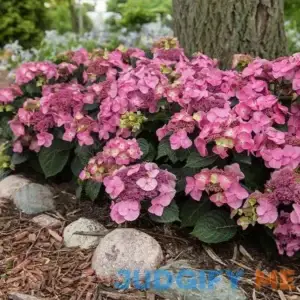 Endless Summer Pop Star Reblooming Hydrangea