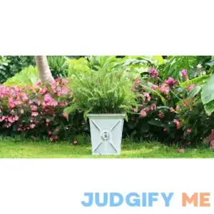 Unbranded Kimberly Queen Fern NURSERY