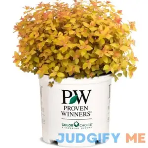 PROVEN WINNERS 2 Gal Double Play Candy Corn Spirea Shrub with Purple Flowers