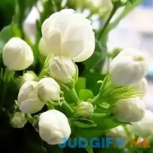 VISTATU 100+ Climbing Jasmine Flower Seeds Fragrant Plant for Planting Garden Home Four Seasons Evergreen Silver Jasmine Garden Balcony Climbing Flower