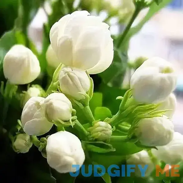 VISTATU 100+ Climbing Jasmine Flower Seeds Fragrant Plant for Planting Garden Home Four Seasons Evergreen Silver Jasmine Garden Balcony Climbing Flower VISTATU 100+ Climbing Jasmine Flower Seeds Fragrant Plant for Planting Garden Home Four Seasons Evergreen Silver Jasmine Garden Balcony Climbing Flower