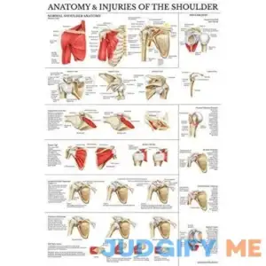 Laminated Anatomy and Injuries of The Shoulder Poster - Shoulder Joint Anatomica