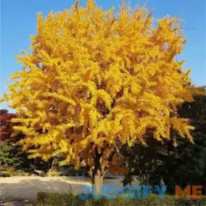 Ginkgo Tree
