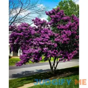 Purely Purple Black Diamond Crape Myrtle #3 Container