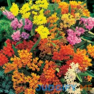 Asclepias Mixture Mixed Asclepias tuberosa