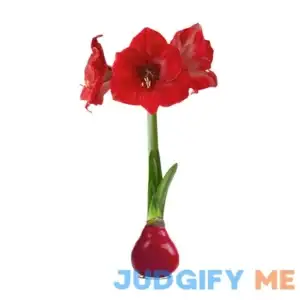 The Three Company Waxed Amaryllis Bulb Red