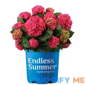 Endless Summer Hydrangea Summer Crush Shrub