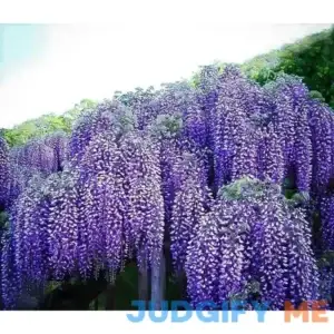 Blue Moon Wisteria #5 Container