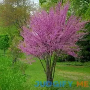 Eastern Redbud - Arbor Day Foundation