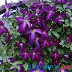 Happy Jack Purple Clematis | One Quart
