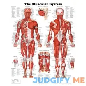 Anatomical Chart Company The Muscular System Anatomical Chart