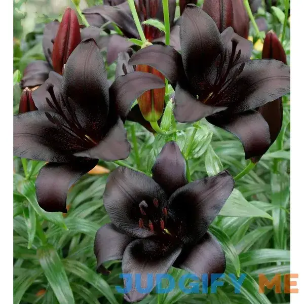 Votaniki Nightrider Asiatic Lily Bulbs - Perennial Lilium TA-Hybrid 'Nightrider' Lily | Black Flower Votaniki Nightrider Asiatic Lily Bulbs - Perennial Lilium TA-Hybrid 'Nightrider' Lily | Black Flower