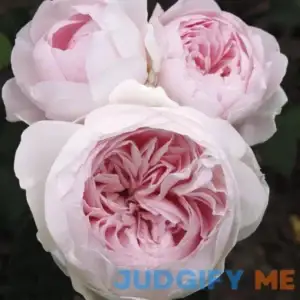 Stargazer Perennials Plum Perfect Rose Plant Potted