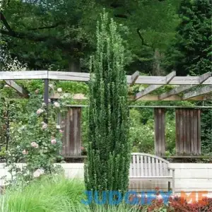 Sky Pencil Holly Tree