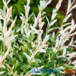 Spring Hill Nurseries Lamingo Dappled Willow Variegated Foliage Shrub