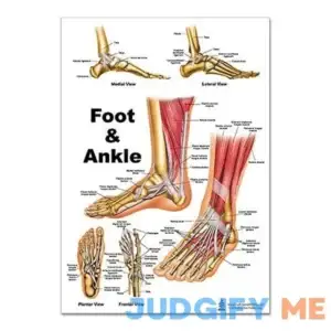 Foot and Ankle Anatomical Poster