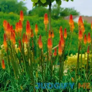 Van Zyverden Kniphofia Red Hot Poker Plant Root Full Sun