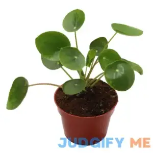 California Tropicals Rare Chinese Money Plant Live House Plant