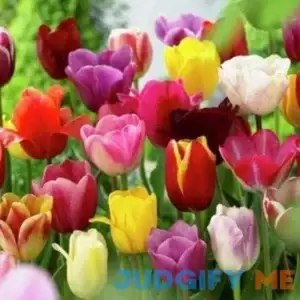 MITRAEE 100pcs Mixed Tulip Flower Seeds