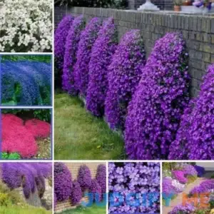 Creeping Ground Cover Plants 200/100 Seeds Colorful Flowers