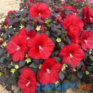 Holy Grail Hibiscus 1 Per Package Red Hibiscus SUMMERIFIC 'Holy Grail' PPAF CPBRAF