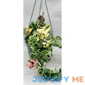 Hoya Variegated Compacta aka Variegated Hindu Rope Live Rare House Plants in 4" by 3exoticgreen