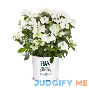 Proven Winners 2 gal. Fairytrail Bride Hydrangea Shrub
