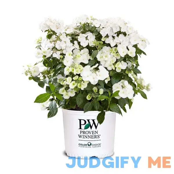 Proven Winners 2 gal. Fairytrail Bride Hydrangea Shrub Proven Winners 2 gal. Fairytrail Bride Hydrangea Shrub