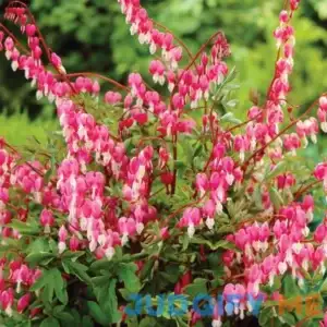 VZ_WM Van Zyverden Bleeding Heart Pink Dormant Plant Root Partial Sun