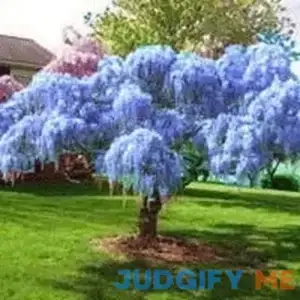 2 Blue moon Chinese wisteria trees 1ft tall now
