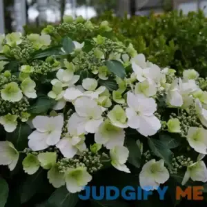 Proven Winners Fairytrail Bride Cascade Hydrangea HYDPRC5007800