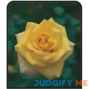 1 gal. Tyler Rose Nursery Dormant Potted Rose