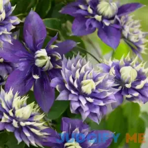 Taiga Clematis Vine