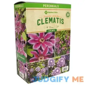 Member's Mark Clematis