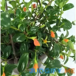 Ohio Grown Goldfish Plant